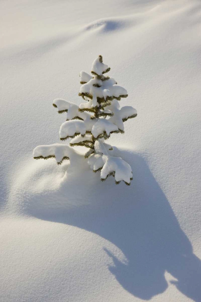 Canada, Jasper NP A young tree covered with snow art print by Don Grall for $57.95 CAD